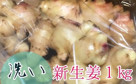 【B-119】高知県土佐清水産「洗い」生姜1㎏