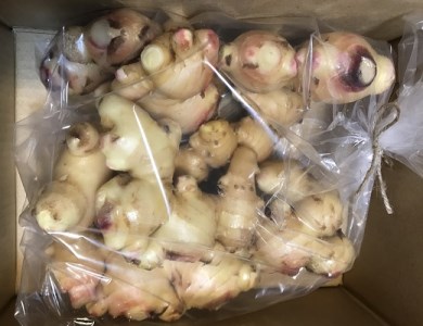 【先行受付】自然農 新生姜１kg（洗いショウガ）【R00248】