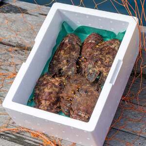 【先行受付10月下旬以降】幻の天然ゾウリエビ１kg（サイズおまかせ）※着日指定不可※【R00620】 