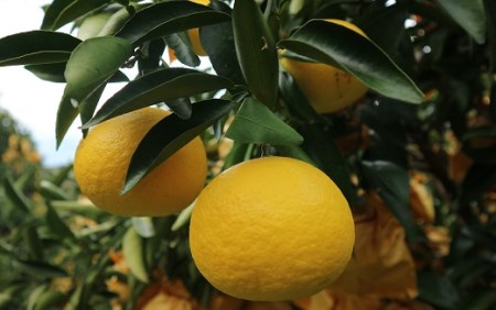 【先行予約】早川農園の足摺小夏（３kg） 【R00191】