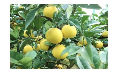 【訳あり】早川農園の土佐文旦（10㎏）柑橘 フルーツ みかん ザボン ぶんたん 先行予約【R00396】