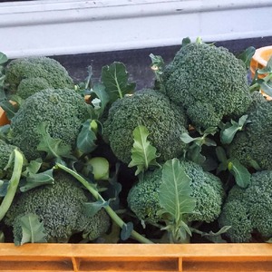 【先行予約：令和8年1月上旬以降順次発送予定】朝採り 土佐のブロッコリー 大玉6個 1.5~1.8kg 農家のオススメ専用レシピ付き【R01210】