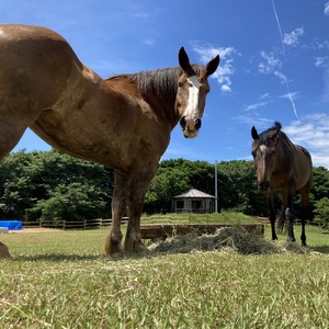 一括寄附で4つの事業を応援！返礼品なし 100,000円（子ども食堂・引退馬の余生応援・椿の森再生・まちづくり支援）【R01226】