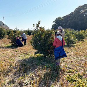 【先行予約　令和７年９月末より発送予定】シークワーサーパウンドケーキ(4個入り)とシークワーサー果汁セット(300ml) 【R01334】