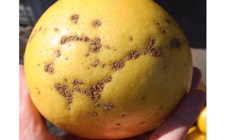 【令和8年発送】<訳あり>オレンジ園の土佐文旦10kg 【R01086】