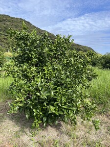 エッセンシャルオイル 土佐清水産シークワーサー 和悠香(Wayuka)5ml 【R01355】