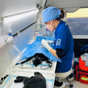 のらねこゼロプロジェクト 一口 1,000円(300円分)返礼品なし 保護猫 ネコ 猫 ねこ 動物 保護 愛護 TNR活動応援 支援 寄付 殺処分ゼロ 千円ポッキリ クラウンドファンディング クラファン【R01382】