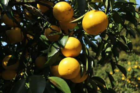 R8.4月中旬以降発送 ご贈答◎ ギフト◎ 小夏 5kg 【R01490】