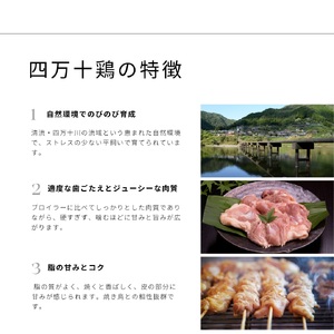 土佐備長炭焼き 四万十鶏の焼き鳥 50本 塩 たれ【R01444】