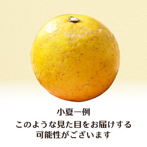 R8.4月中旬以降発送 規格外だけど規格外じゃない!? 訳あり 小夏 ５kg 【R01487】