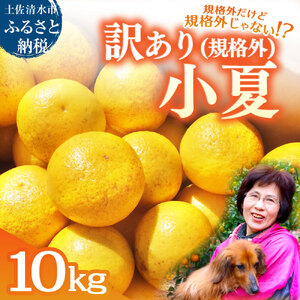 R8.4月中旬以降発送 規格外だけど規格外じゃない!? 訳あり 小夏 10kg 【R01496】