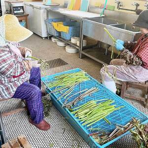 イタドリの塩漬け 250g×4パック 1kg 1キロ 山菜 いたどり 下処理済み 野菜 春の食材 虎杖 スカンポ イタズリ 炒め物 食品 お取り寄せ 真空 冷凍 配送【R01449】