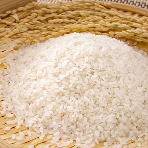 農家直送 令和8年産 コシヒカリ 精米 5キロ 【R01590】