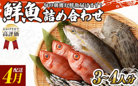 旬の朝獲れ鮮魚詰め合わせ 【2026年4月配送※着日指定不可】【以布利定置網 漁師直送】【S00818-4】