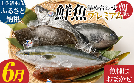 旬の朝獲れ鮮魚詰め合わせ（プレミアム）【2026年6月配送※着日指定不可】【以布利定置網　漁師直送】【S00819-6】