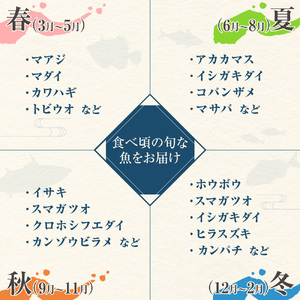 旬の朝獲れ鮮魚詰め合わせ（プレミアム）【2026年7月配送】【以布利定置網　漁師直送】【S00819-7】