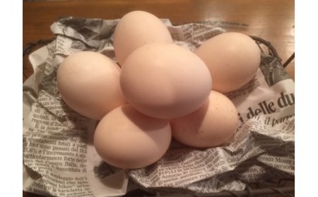 ましくんの完全放し飼い土佐ジローの卵 (12個入り×2箱)もみ殻梱包 ブランド卵 タマゴ【R00444】