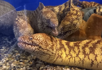 冷凍 うつぼの切り身 300g×２袋 【R00471】