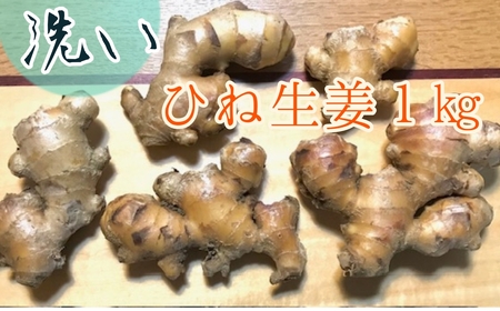 先行受付】自然農 ひね生姜1kg（洗いショウガ）親生姜 皮まで食べ