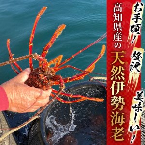 6 高知県産冷凍伊勢海老1尾 楽ちんハーフカット済 高知県土佐清水市 ふるさと納税サイト ふるなび
