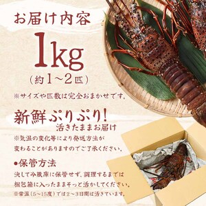 天然伊勢海老１kg（サイズ・匹数おまかせ）甲殻類 エビ アウトドア キャンプ 海鮮BBQ【R00625】