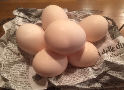 定期便：土佐ジローの卵（12個入り×6回）もみ殻梱包 ブランド卵 タマゴ【J00024】
