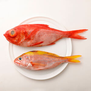 <3回定期便> 季節の鮮魚 おまかせお楽しみセット（シルバーコース）【J00034】