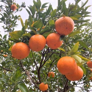 【令和8年　1月下旬より発送】<訳あり> ぽんかん   5kg 【R01343】