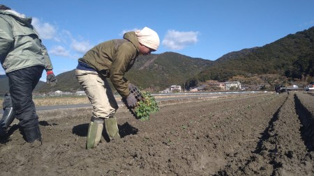 朝採り！土佐の春ブロッコリー（大玉6個）春野菜 先行予約 ビタミンC【R00133】