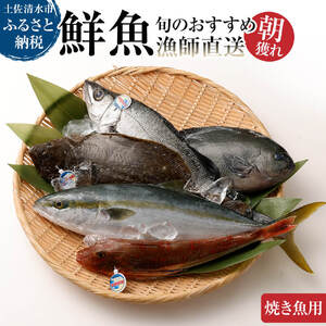 旬の朝獲れ鮮魚（焼き魚用）漁師おすすめセット【以布利定置網 漁師直送】朝獲れ 旬 焼き魚 焼魚 鮮魚 魚介 海鮮 魚 さかな せんぎょ 鮮魚セット  詰め合わせ おまかせ お任せ【S00821】 | 高知県土佐清水市 | ふるさと納税サイト「ふるなび」