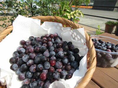 【無農薬】川渕さん家の完熟ブルーベリー　冷凍500g（250g×2パック）フルーツ 果物【R00114】