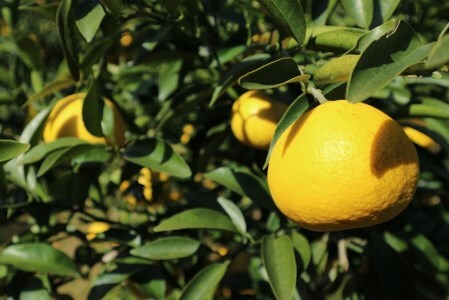 【訳あり】井村農園の小夏（10kg）日向夏 みかん 柑橘 フルーツ こなつ ﾆｭｰｻﾏｰｵﾚﾝｼﾞ 先行予約【R00487】