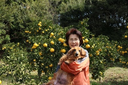 【訳あり】井村農園の小夏（10kg）日向夏 みかん 柑橘 フルーツ こなつ ﾆｭｰｻﾏｰｵﾚﾝｼﾞ 先行予約【R00487】