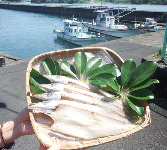 旬の干物４種類おまかせセット　無添加 お楽しみ 干し魚 健康食品 おかず 惣菜 おつまみ【R00764】