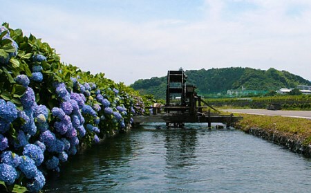 R5-956．四万十市おもてなしタクシー①「四万十川満喫コース」2時間