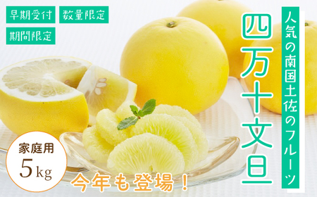 四万十 文旦 家庭用 5kg 早期受付 期間限定 数量限定 人気 ぶんたん 土佐文旦 ブンタン 冬 旬 限定 国産 フルーツ 果物 柑橘 高知 四万十 しまんと お取り寄せ 産地直送 【配送時期：2026年2月下旬～3月上旬】25-781