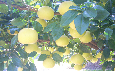 四万十 文旦 家庭用 5kg 早期受付 期間限定 数量限定 人気 ぶんたん 土佐文旦 ブンタン 冬 旬 限定 国産 フルーツ 果物 柑橘 高知 四万十 しまんと お取り寄せ 産地直送 【配送時期：2026年2月下旬～3月上旬】25-781