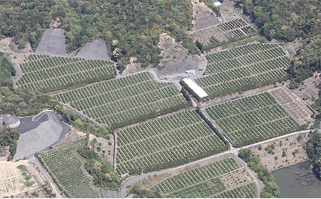 四万十 文旦 家庭用 5kg 早期受付 期間限定 数量限定 人気 ぶんたん 土佐文旦 ブンタン 冬 旬 限定 国産 フルーツ 果物 柑橘 高知 四万十 しまんと お取り寄せ 産地直送 【配送時期：2026年2月下旬～3月上旬】25-781