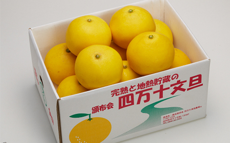 四万十 文旦 家庭用 10kg 早期受付 期間限定 数量限定 人気 ぶんたん 土佐文旦 ブンタン 冬 旬 限定 国産 フルーツ 果物 柑橘 高知 四万十 しまんと お取り寄せ 産地直送 【配送時期:2026年2月下旬~3月上旬】25-782