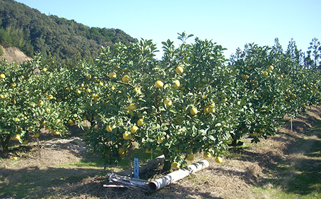 四万十 文旦 家庭用 10kg 早期受付 期間限定 数量限定 人気 ぶんたん 土佐文旦 ブンタン 冬 旬 限定 国産 フルーツ 果物 柑橘 高知 四万十 しまんと お取り寄せ 産地直送 【配送時期:2026年2月下旬~3月上旬】25-782
