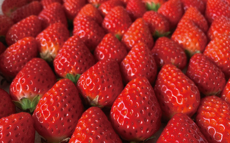 数量限定 期間限定 イチゴ たっぷり！イチゴの レアチーズ タルト 冷凍 フルーツ いちご 苺 チーズケーキ ケーキ 焼菓子 菓子 デザート スイーツ 高知 四万十 しまんと 限定【2026年1月中旬～4月下旬配送】25-504