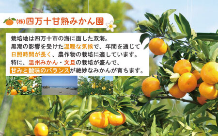 【早期受付・数量限定】農家直送!四万十みかん《おふくろさん》3kg 家庭用 予約 早期受付 数量限定 家庭用 旬 温州 温州みかん みかん 蜜柑 ミカン フルーツ 果物 くだもの 四万十市 四万十 しまんと【2025年11月中旬より順次配送】25-550