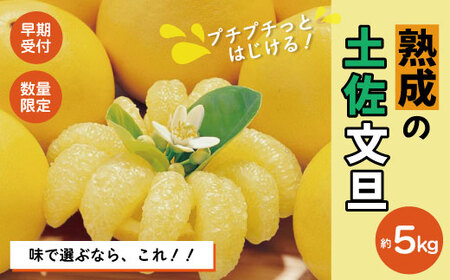 【早期受付・数量限定】熟成の土佐文旦5kg 家庭用 予約 先行受付 大人気 リピーター フルーツ 果物 旬 文旦 ぶんたん ブンタン 土佐文旦 柑橘 オススメ 四万十 しまんと 高知 産地直送 農家直送 【2026年2月下旬より発送】R7-551