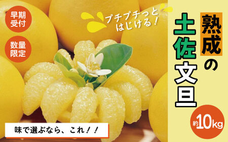 【早期受付・数量限定】熟成の土佐文旦10kg 家庭用 予約 先行 大人気 リピーター フルーツ 果物 旬 文旦 ぶんたん ブンタン 柑橘 オススメ 四万十市 四万十 しまんと 高知 産地直送 農家直送 【2026年2月下旬より発送】R7-552