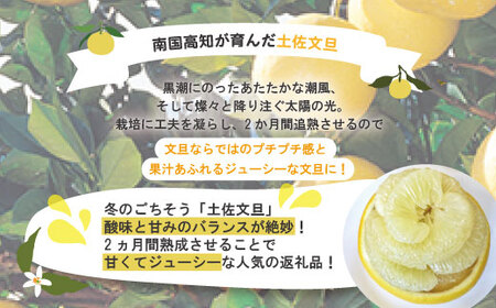 【早期受付・数量限定】熟成の土佐文旦10kg 家庭用 予約 先行 大人気 リピーター フルーツ 果物 旬 文旦 ぶんたん ブンタン 柑橘 オススメ 四万十市 四万十 しまんと 高知 産地直送 農家直送 【2026年2月下旬より発送】R7-552