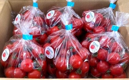 四万十市産 じっくり育った濃厚 ビリトマト 1.5kg 南国 新鮮 野菜 やさい 国産 トマト とまと ミニトマト コク 甘い 冷蔵 産地直送 お取り寄せ 旬 農家直送 高知県 高知 四万十市 四万十 しまんと 【12月中旬～5月下旬に発送】25-86