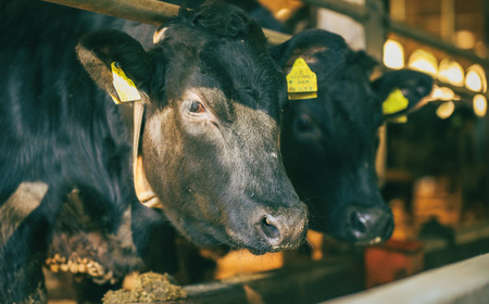 【感謝・期間限定100g付き】 ＜100個限定＞ 牧場直送 四万十牛（メス牛）特選 サーロインステーキ 約500g（400g＋100g） 高知 しまんと 四万十 肉 牛肉 黒毛和牛 四万十市 霜降り 【2026年3月31日までの受付】26-980Z