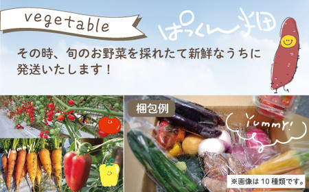 【 早期受付 4回 定期便 】 春・夏 野菜セット 約5種類 とれたて 新鮮 ぱっくん畑のおくりもの 農家直送 国産 野菜 やさい 高知県 高知 四万十市 四万十 しまんと 野菜便 限定 産地直送 【2026年5月～8月まで毎月1回発送】25-057