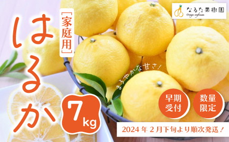 24-350．【早期受付・期間限定・数量限定】爽やかな甘さ！なるた果樹園の四万十市産 はるか7kg (家庭用) 【配送時期：2025年2月下旬～4月上旬】