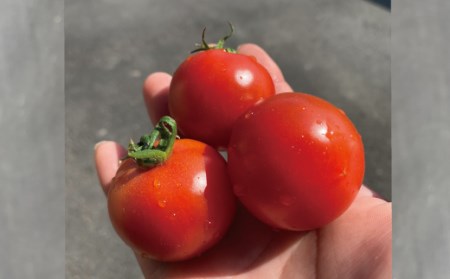 22-375．四万十市産 フルティカトマト2kg【11月中旬～7月下旬に発送】